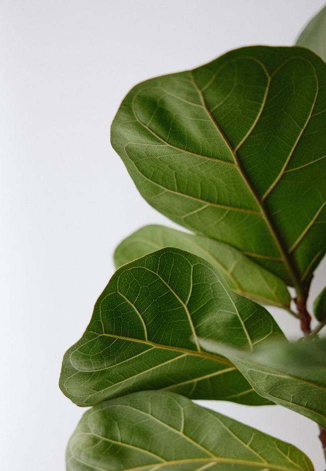 Organizzazione Organizzazione