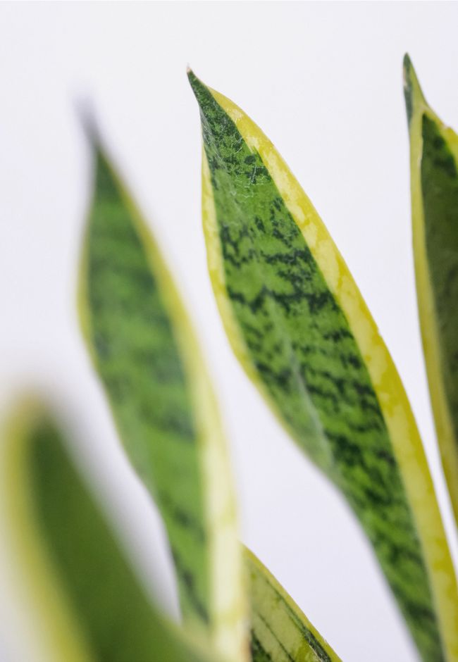 Social Wall Social Wall